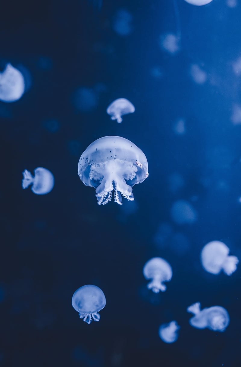 Underwater Discoveries